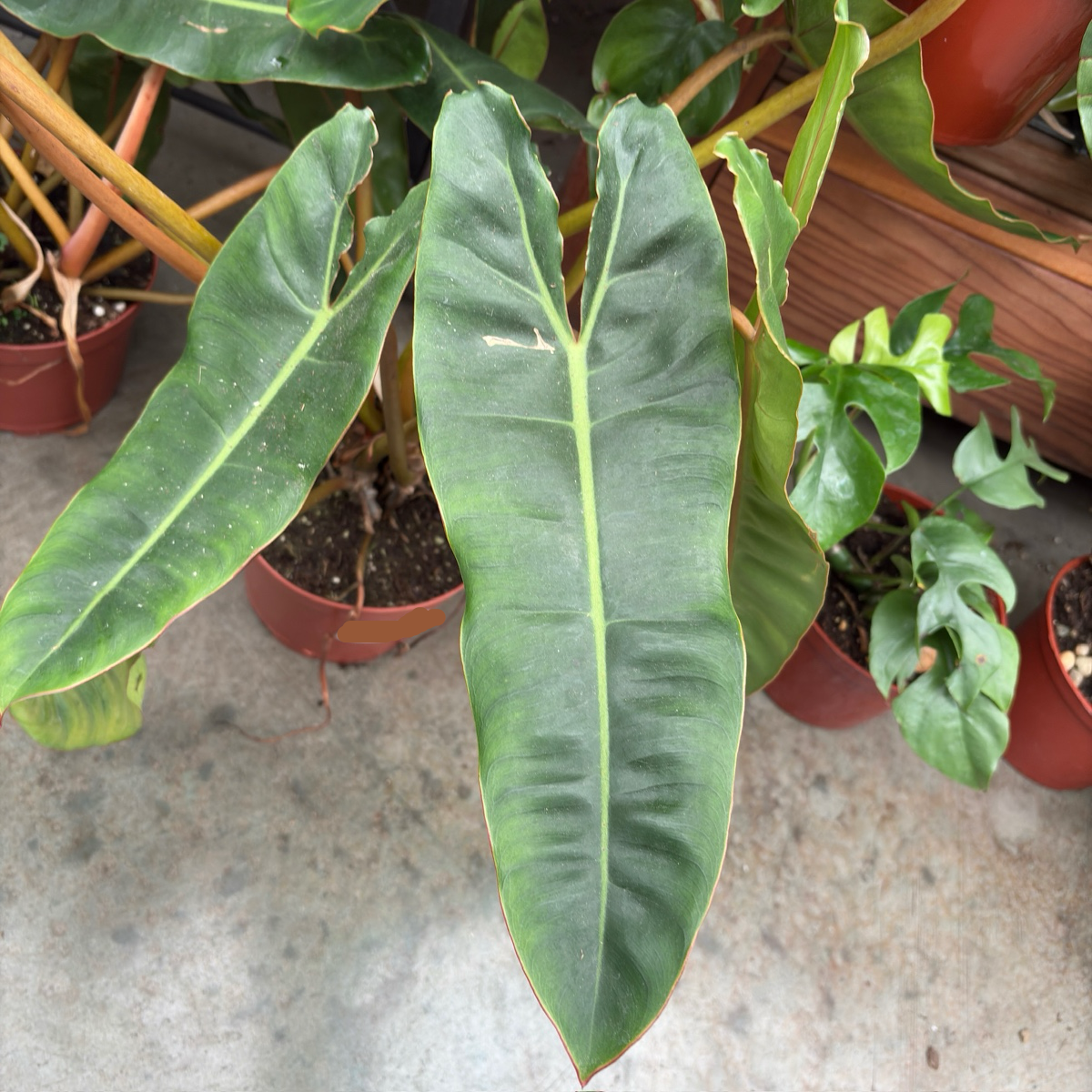 Close-up of Billietiae Philodendron leaf with other potted plants in the background.