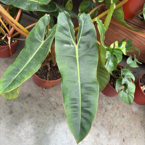 Close-up of Billietiae Philodendron leaf with other potted plants in the background.