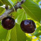 Bing Cherry
