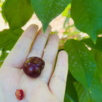 Bing Cherry
