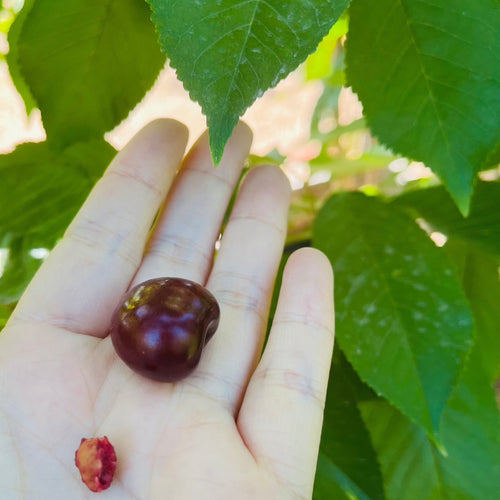 Bing Cherry