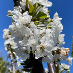 Bing Cherry
