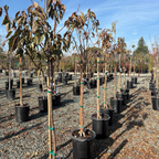 Bing Cherry