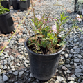 Biokovo Cranesbill
