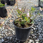 Biokovo Cranesbill