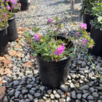 Biokovo Cranesbill
