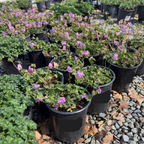 Biokovo Cranesbill
