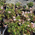Biokovo Cranesbill