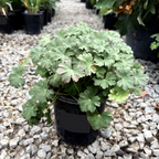 Biokovo Cranesbill