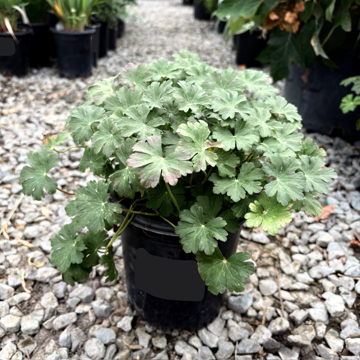 Biokovo Cranesbill