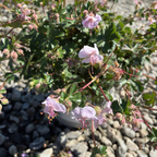 Biokovo Cranesbill
