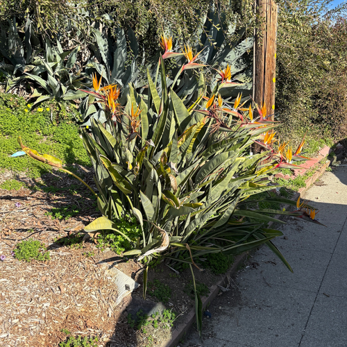 Bird Of Paradise