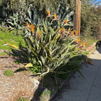 Bird Of Paradise