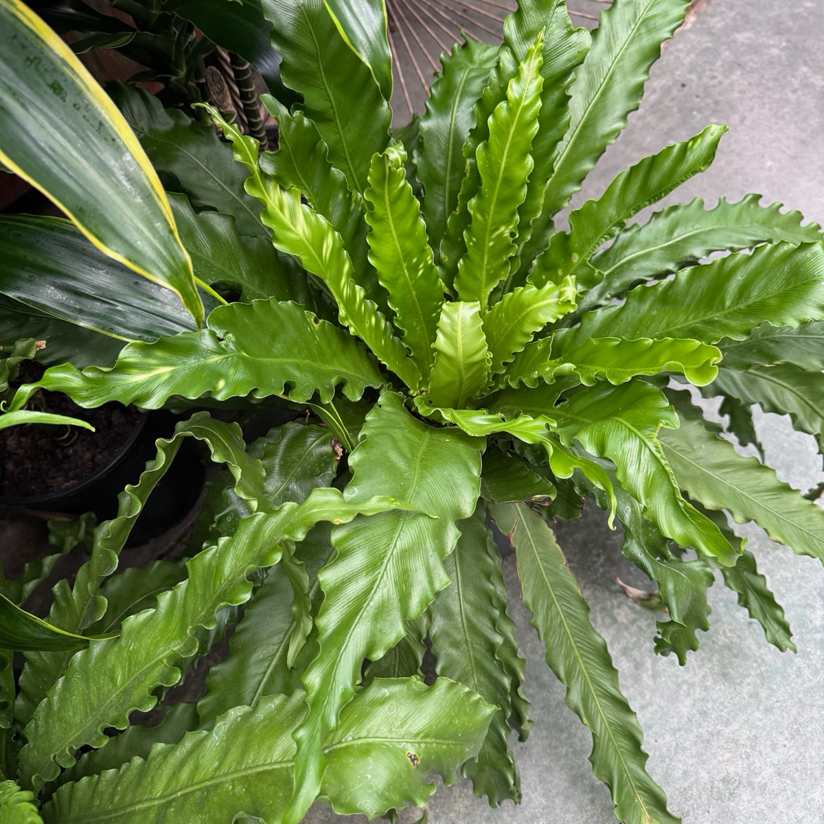 Bird's Nest Ferns