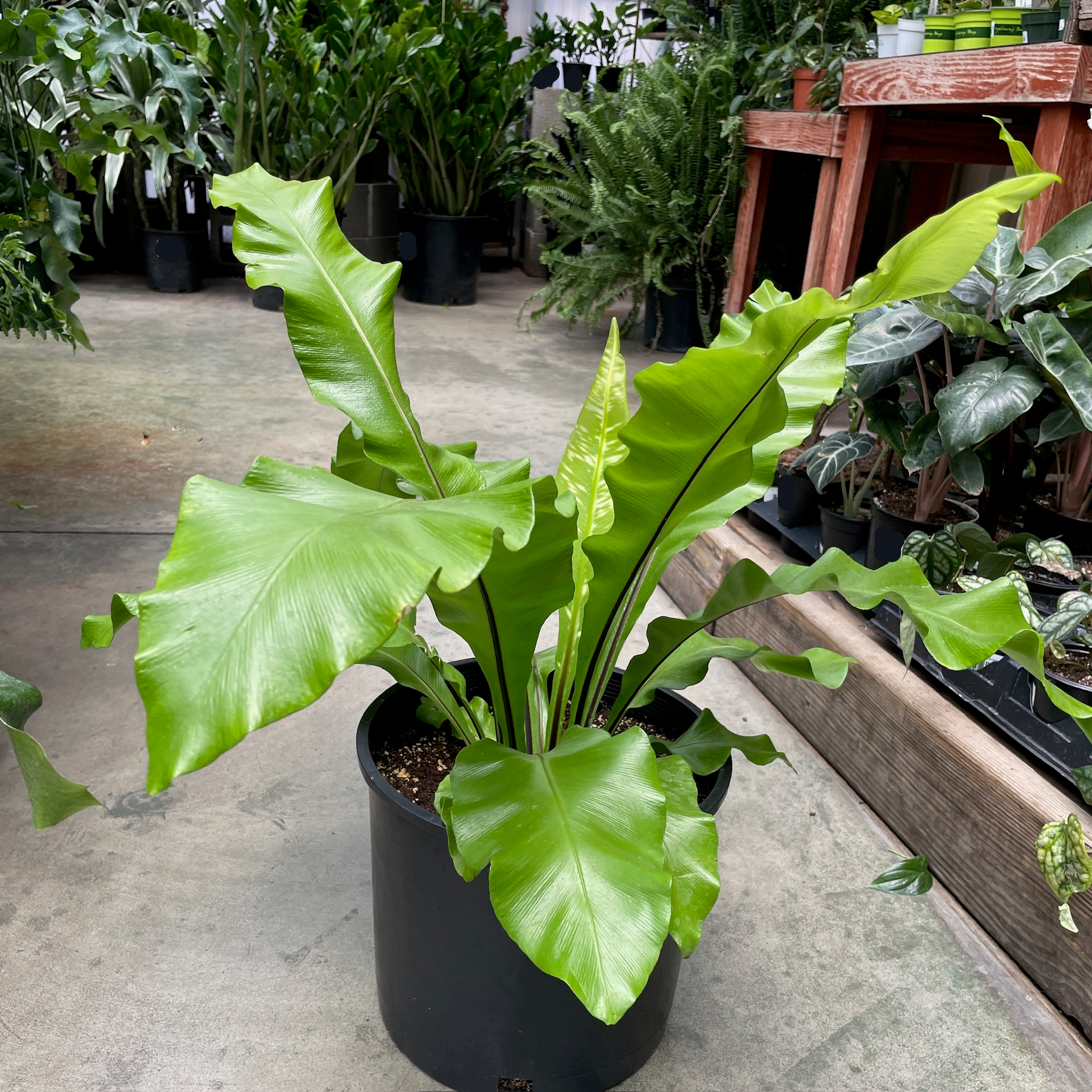 Bird's Nest Ferns