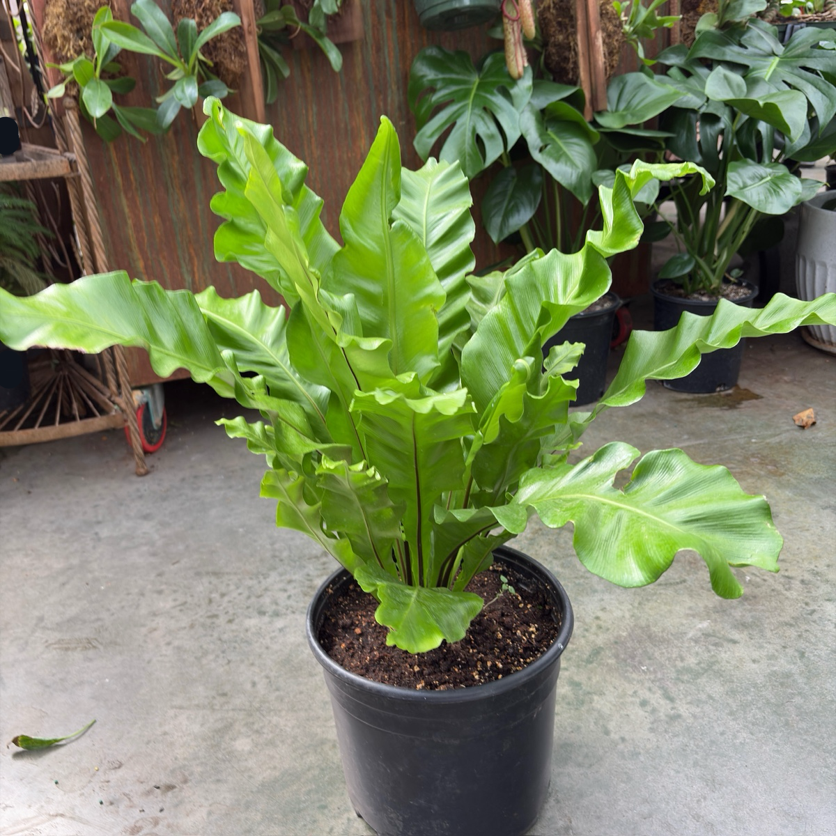 Bird's Nest Ferns