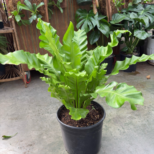 Bird's Nest Ferns