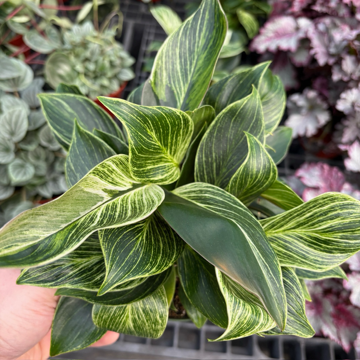 Variegated Birkin Philodendron held by a hand with a blurred floral background