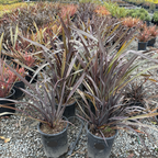 Black Adder New Zealand Flax