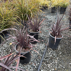 Black Adder New Zealand Flax