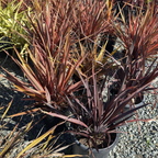 Black Adder New Zealand Flax