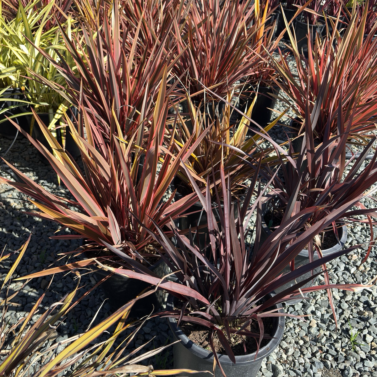 Black Adder New Zealand Flax