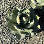 Black And Blue Agave