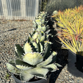 Black And Blue Agave