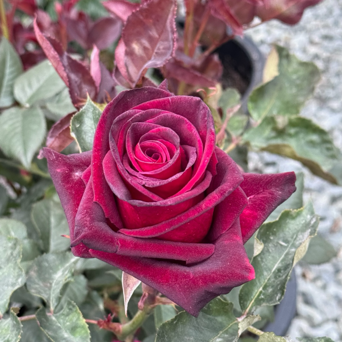 Black Baccara Hybrid Tea Rose