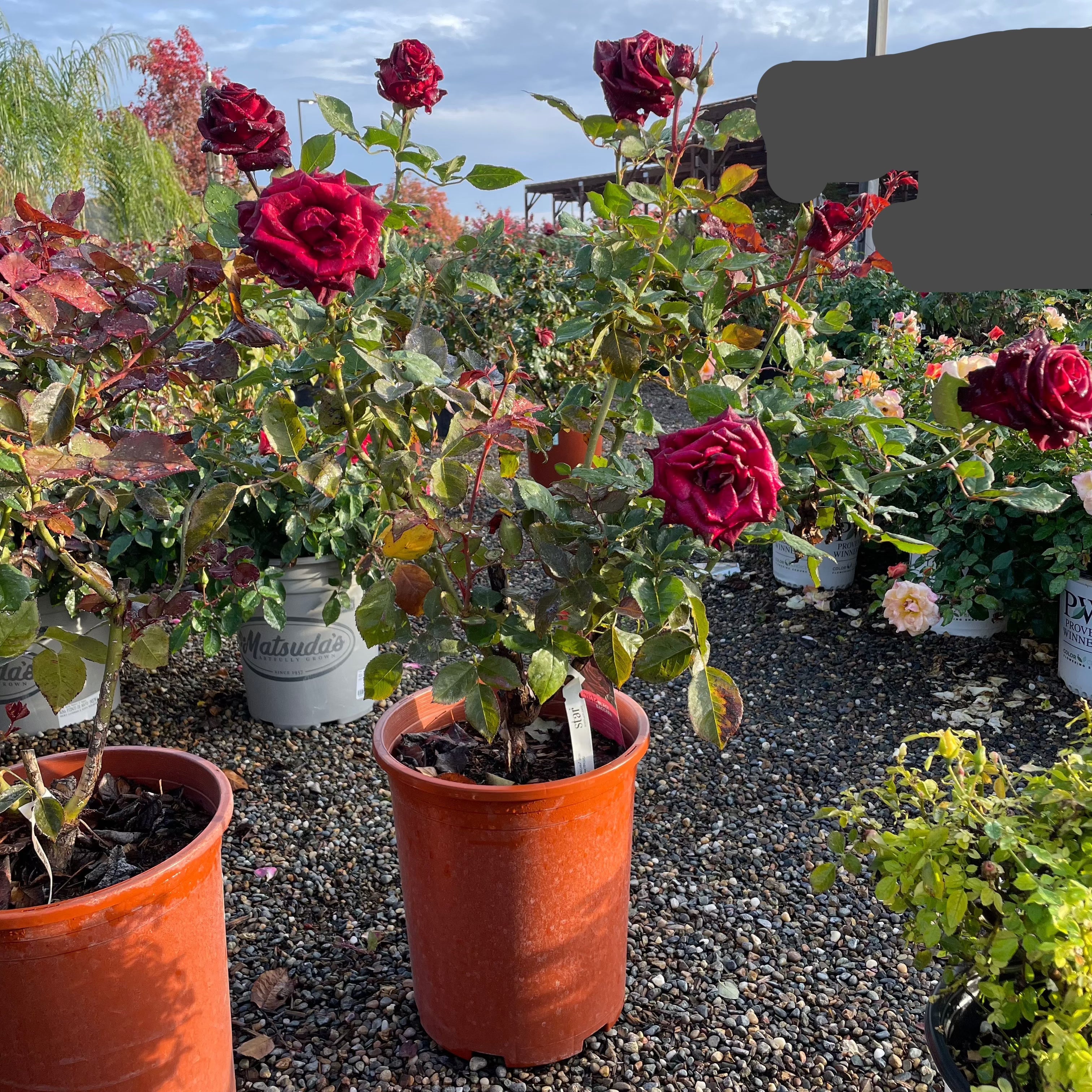 Black Baccara Hybrid Tea Rose
