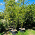 Black Bamboo