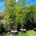 Black Bamboo