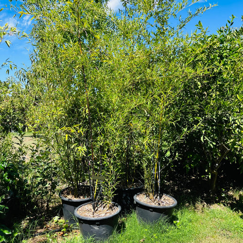Black Bamboo