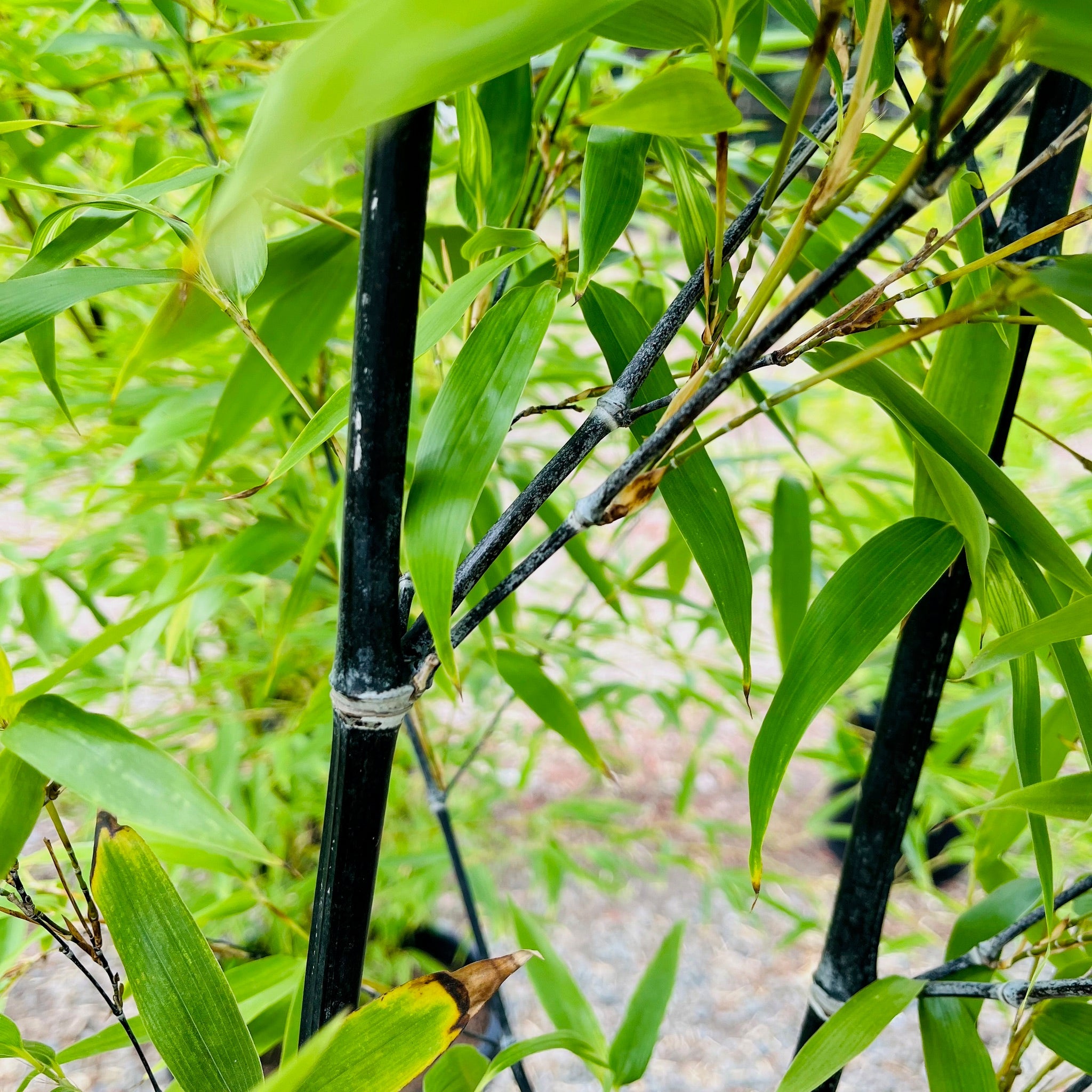 Black Bamboo