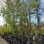 Black Bamboo