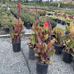 Black Knight Canna Lily