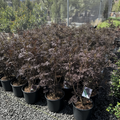 Black Lace Black Elder