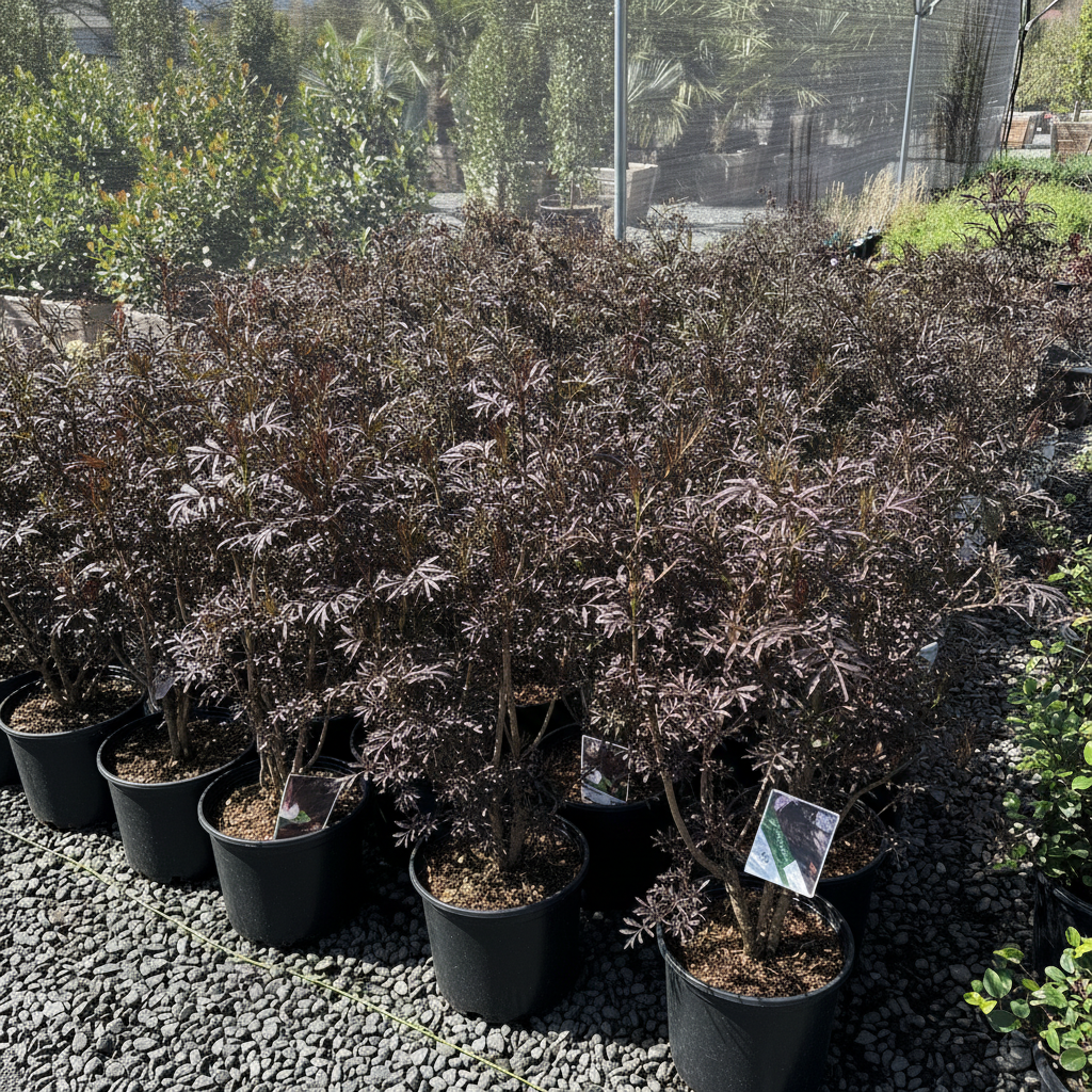 Black Lace Black Elder