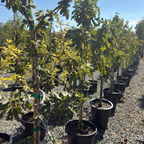 Black Mission Fig