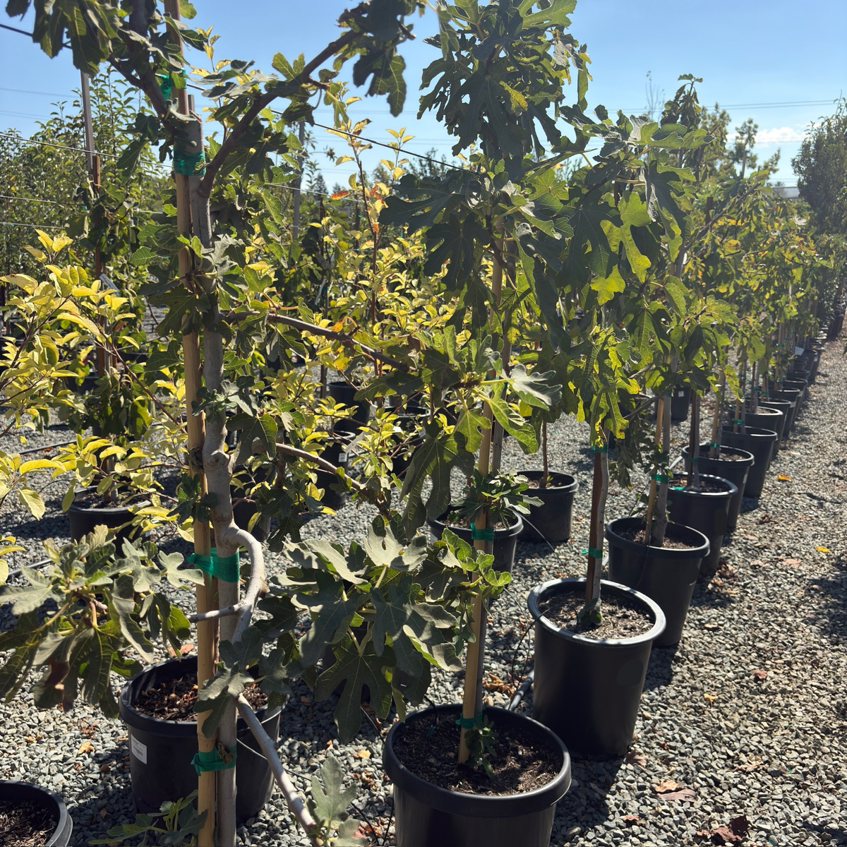 Black Mission Fig