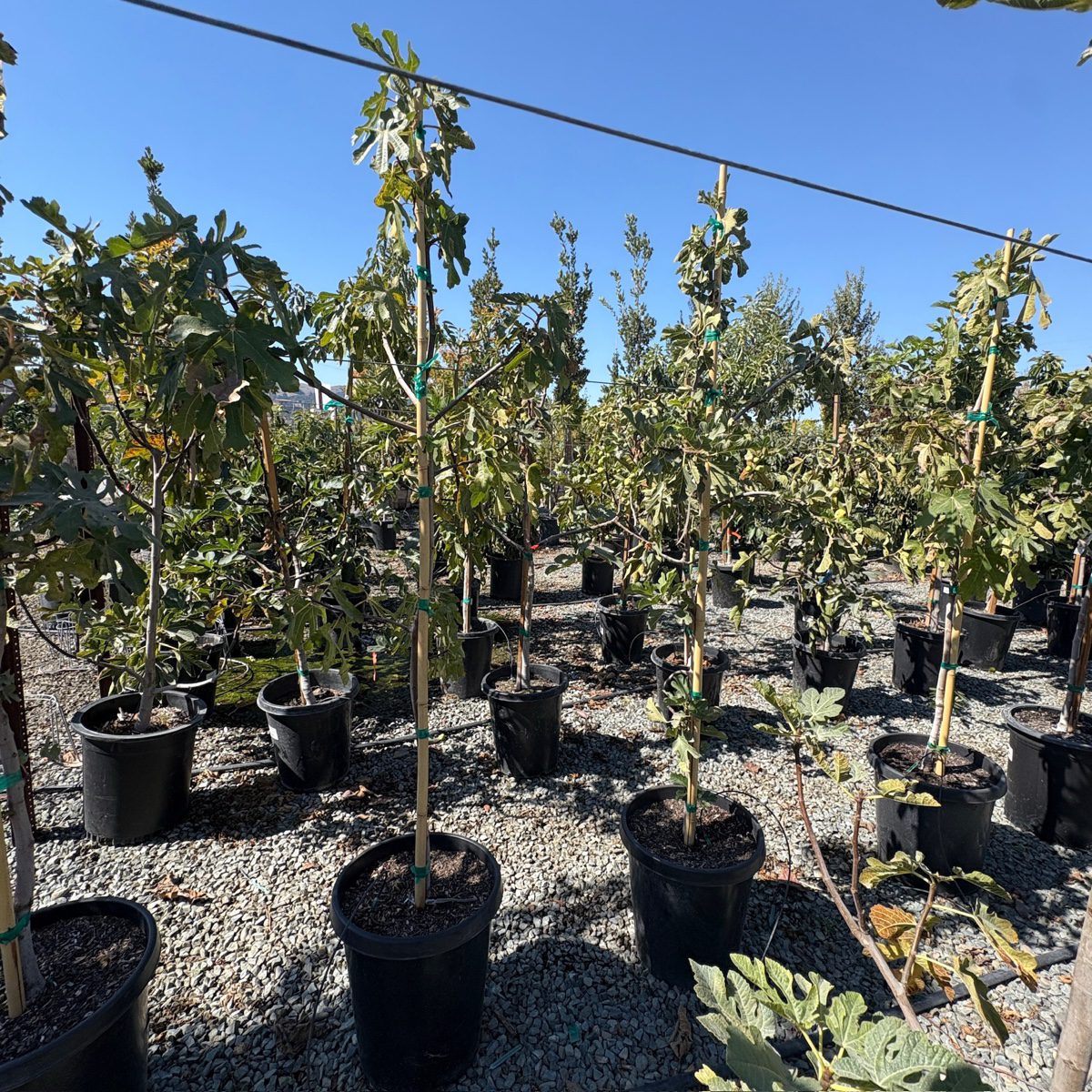 Black Mission Fig