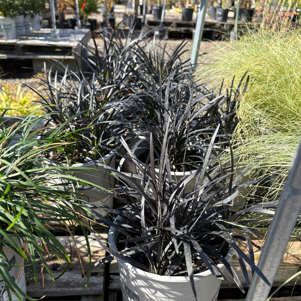 Row of potted Black Mondo Grass with dark green leaves on a wooden pallet
