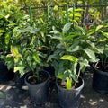 Potted Black Peral Wax Apple plants in a nursery setting with greenery and pots visible.
