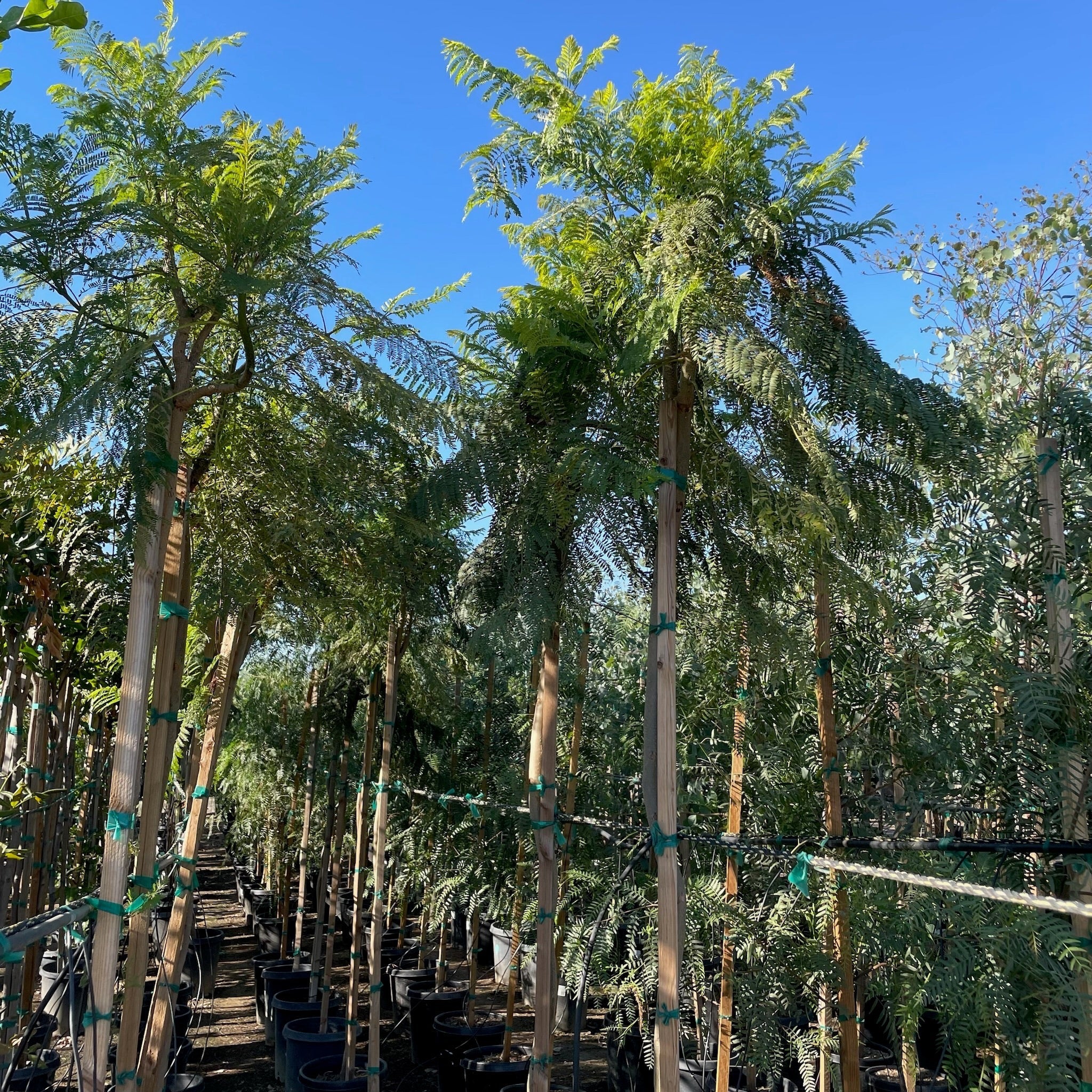 Row of tall Jacaranda Tree with green foliage under a clear blue sky 