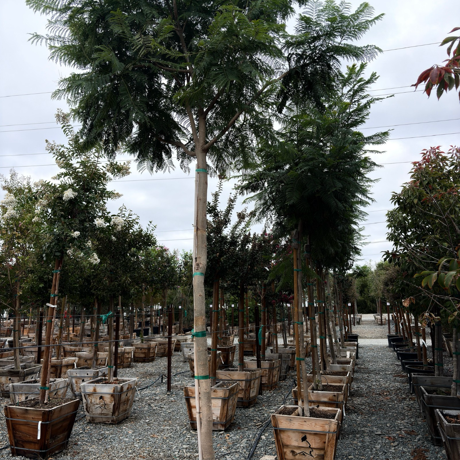 Row of Jacaranda Tree in wooden 24 inch pots in an outdoor nursery setting