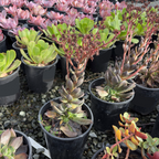 Black Prince Hens and Chicks