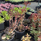 Black Prince Hens and Chicks