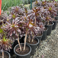 Black Rose Aeonium