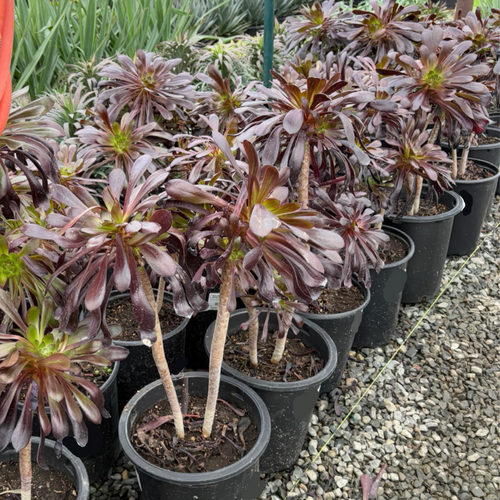 Black Rose Aeonium