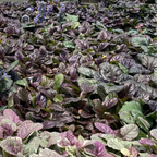 Black Scallop Carpet Bugle